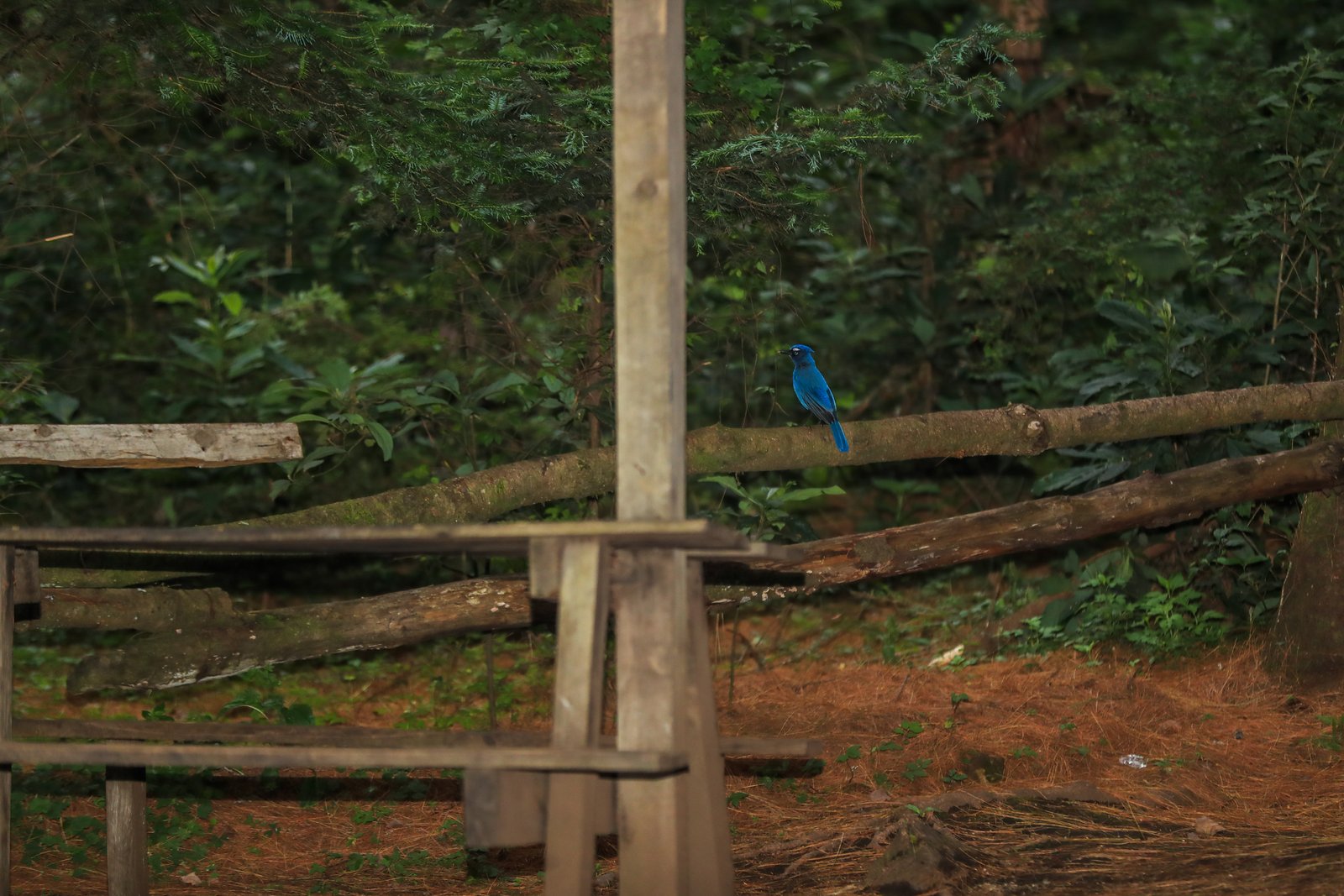 Avistamiento de Aves